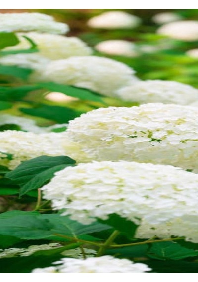 Videolu 1 Adet Bembeyaz Ortanca Çiçeği Fidanı 35-60 Cm Saksılı Çiçekli Bodur Bitkiler Hydrangea