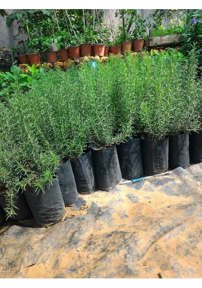 Biberiye Fidanı Rosmanirus Officinalis