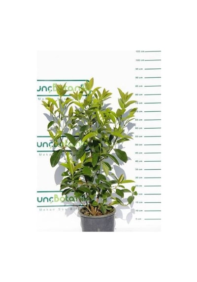KARTOPU LUCİDUM 5 ADET- 1 METRE ÇİT BİTKİSİ