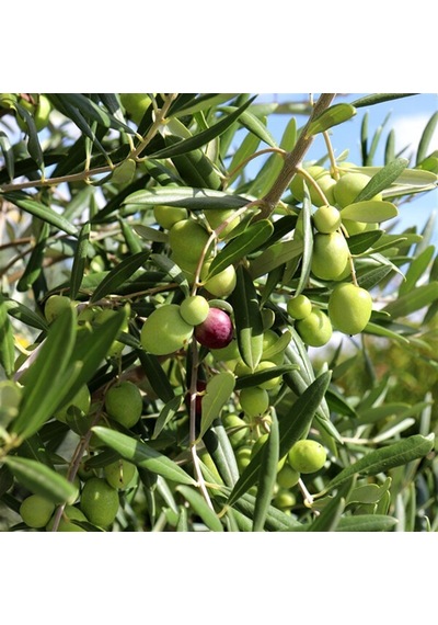 Seneye Meyve Verebilir Durumda Yağlılık Selelik Sofralık Gemlik Trilye Zeytin Fidanı 100-150 Cm