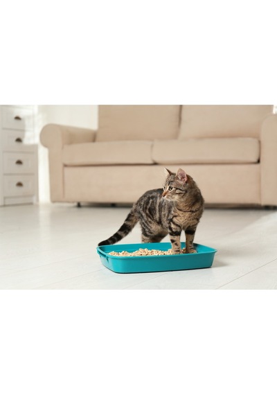 Kedi Kumu %100 Organik Çam Peleti Net 10 Kg