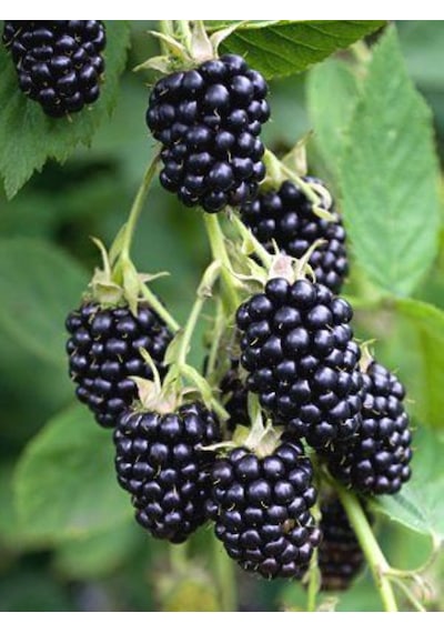Bahçevilya 2 Yaşında Tüplü Böğürtlen Rubus Fruticosus Fidanı