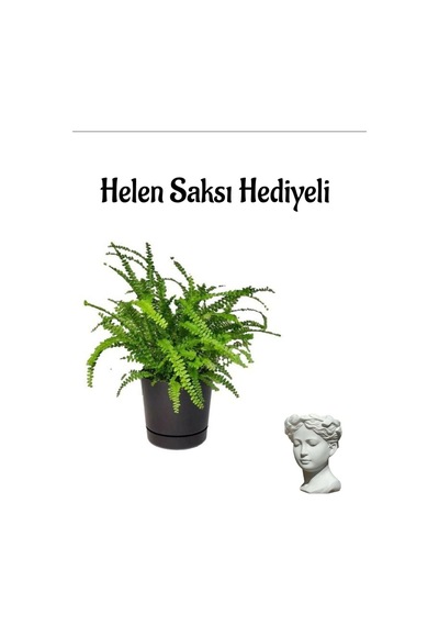 Kadınlar Günü Hediyeli Aşk Merdiveni Bitkisi Helen Saksı Hediyeli Salon Bitkisi