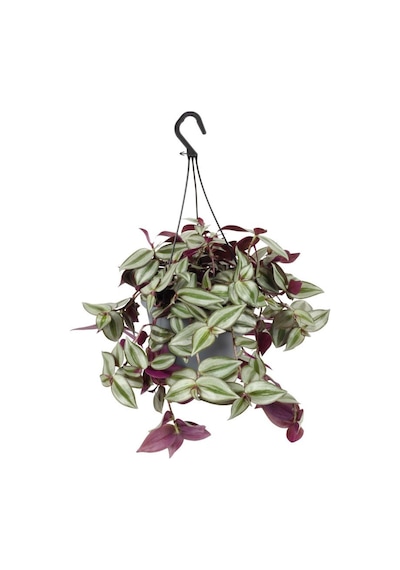Canlı Formlu Yeşil Renk Telgraf Alacalı Telgraf Çiçeği 30-50cm Makrome Saksılı