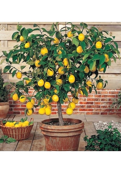 Limon Fidanı Yediveren Mayerlimon Ağacı Fidanı Saksılı 3 Yaş Evde Bakılabilir Bodur Çiçek Hediyeli