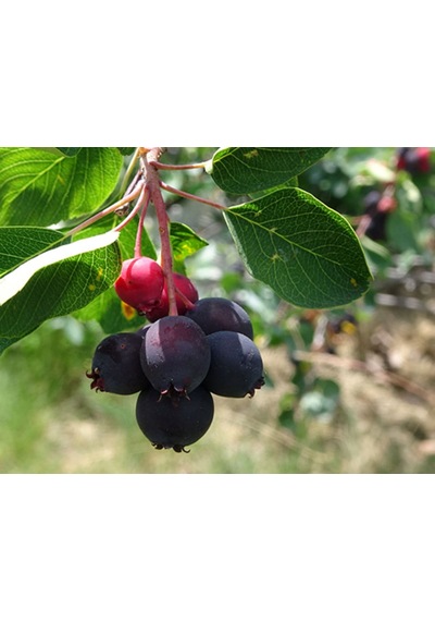 Saskaton Berry Fidanı