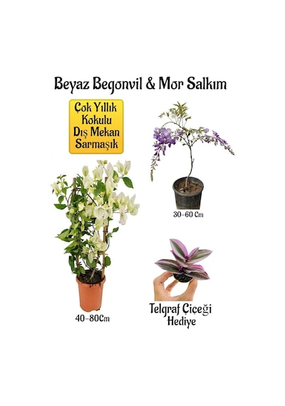 Beyaz Begonvil Çiçeği+mor Salkım Ağacı Fidanı Telgraf Çiçeği Bahçe Peyzaj Seti