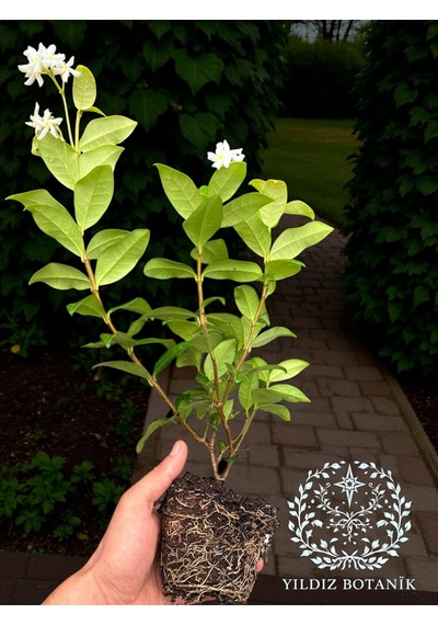 Kokulu Arap Yasemini Sarmaşığı Fidanı Çiçekli Bitki Rhyncospermum Jasminoides Saksılı 30-40 Cm