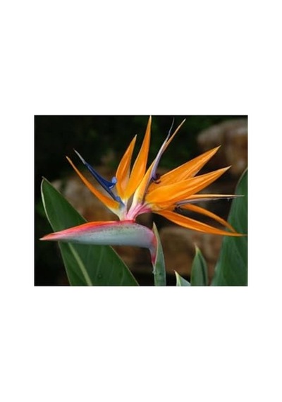 5 Adet Strelitzia Reginae Tohumu, Egzotik Bitki Gelişimi İçin