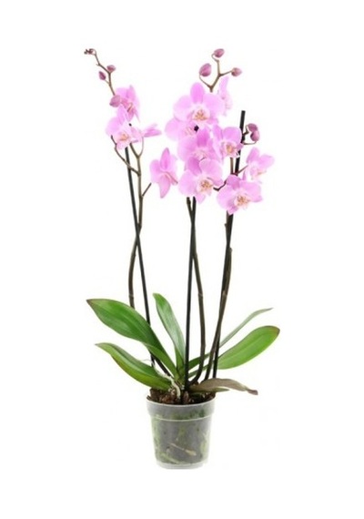 Pembe Orkide Tohumu Ekim Seti 5 Tohum + Saksı + Toprak +