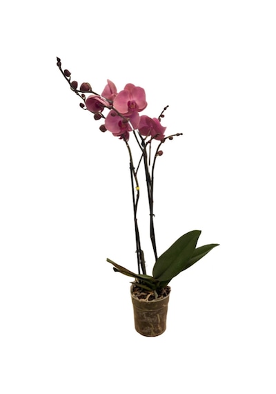 Phalaenopsis 'kumi' Pembe Orkide Ø12 Cm 70-80 Cm