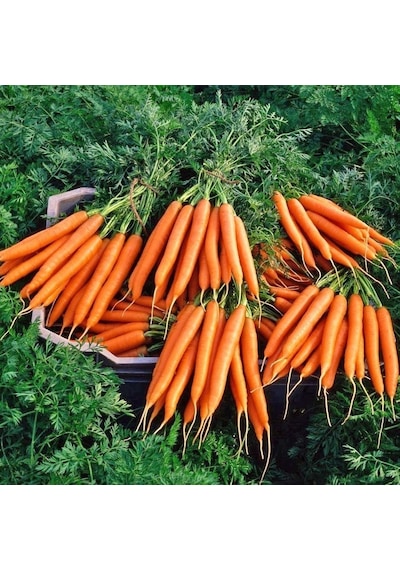 Havuçlu Erişte Köy Makarnası 500 Gr.