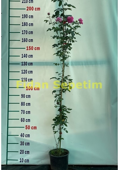 3 Yaş Pembe Renkli Isparta Sarmaşık Gül Fidanı