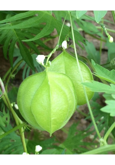 5 Adet Love In A Puff Ballon Vine Heartseed Tohumu