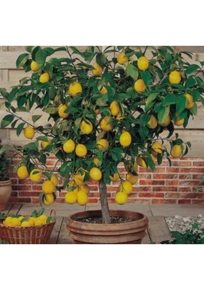 Tüplü Aşılı Yediveren Limon Fidanı 100/130cm