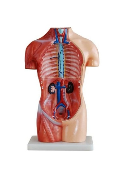 Ece İnsan Vücudu Modeli Torso 42cm 18 Parça Cinsiyetsiz Gerçekçi