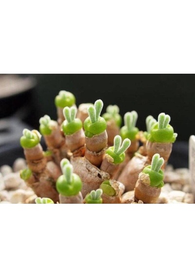 10 Adet Rabbit Ear Shape Rare Succulent Tohumu