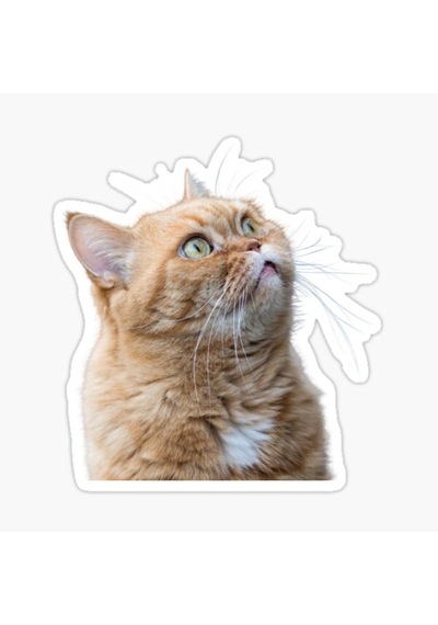 Araba Leptop Için Kedi Oto Sticker Yapıştırması Etiket 17Cm Z3