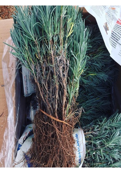 10 Adet Açık Köklü Angustifolia Lavanta Fidanı Fidesi