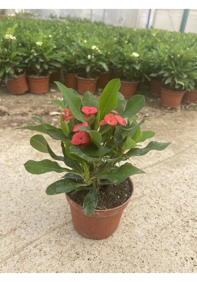 Videolu Milli Dikenler Tacı Kırmızı Çiçekli 15 45 Cm Saksılı Kaktüs Euphorbia