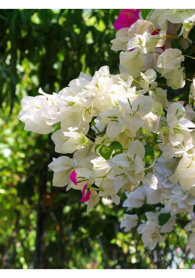 Beyaz Begonvil Çiçeği Fidanı 1 Adet Saksılı/tüplü 40-60 Cm Bougainvillea