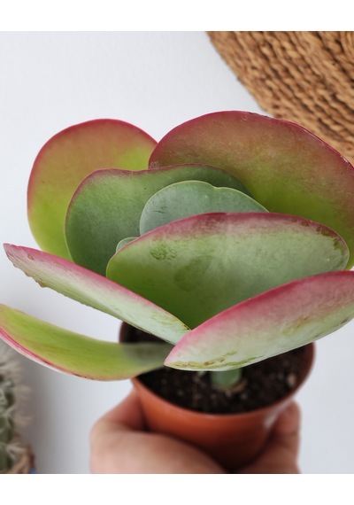 Kalanchoe Thyrsiflora Red Lips Sukulent 1 Adet