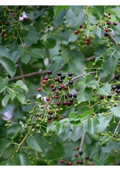 Mahlep Ağacı Fidanı Prunus Mahaleb - 1-2 Yaşında, Dikime Hazır