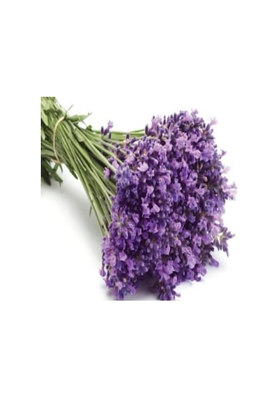Lavandula Kokulu Lavanta Fidanı 10-20 Cm