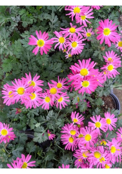 Renkli Yaz Papatyası Çiçekli 20 35 Cm 2 Adet Saksıda Leucanthemum