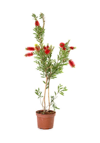 Kırmızı Renk Fırça Çalısı 30-60cm Çalı Şimşiri Hediyeli Dış Mekan Bitkilerli