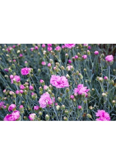 Videolu 1 Adet Kokulu Pembe Karanfil Çiçeği 20-30 Cm Tüplü Çiçekli Bodur Bitkiler Carnation