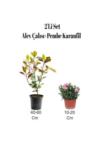 2'li Set Alev Çalısı Fidanı+ Pembe Karanfil Çiçeği Dış Mekan Bitkisi