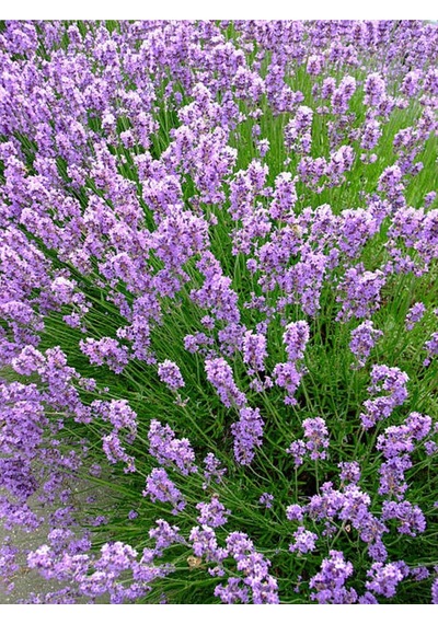 Lavanta Angustifolia Mor Renkli 10 25 Cm 20 Adet Tüplü Lavanta Fidesi Lavender Seedling