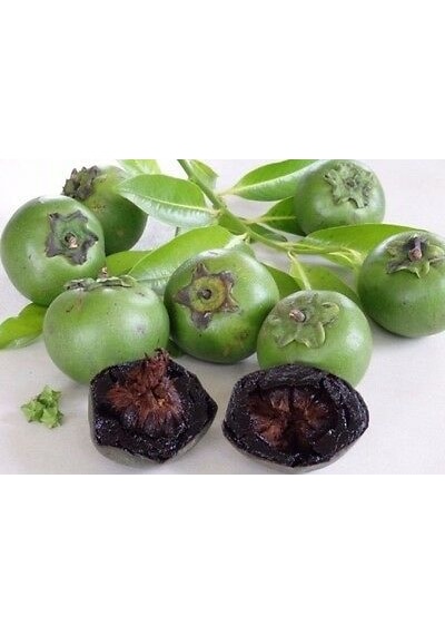 Black Sapote Fidanı 2 Yaş 15-20 Cm