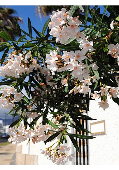 Beyaz Zakkum Bitkisi 1 Adet Saksılı/ Tüplü 30-60 Cm White Oleander