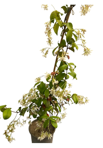 Arap Yasemini / Jasminum Sambac