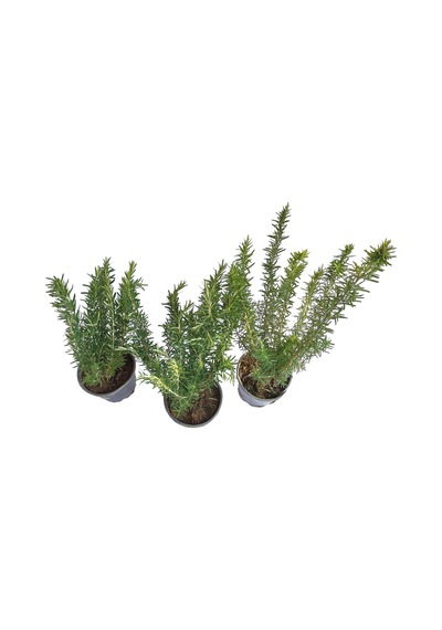 Biberiye rosmarinus Officinalis 3 Adet