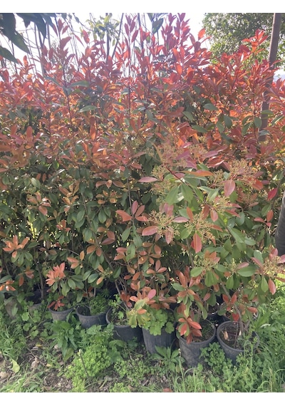 Alev Çalısı Fidanı 150-200 Cm Photinia Red Robin Gösterişli Çit Ve Peyzaj Bitkisi