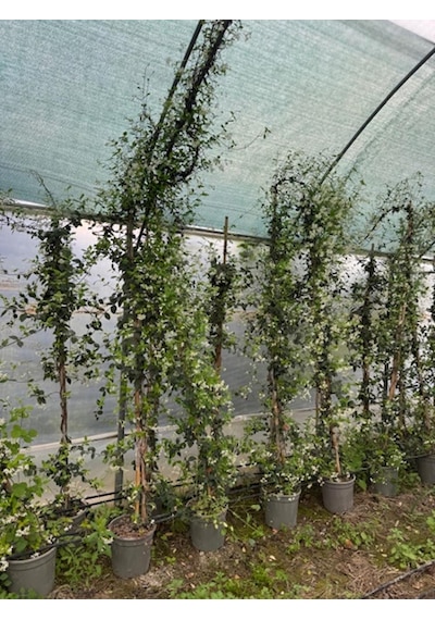5 Yaş 15 Lt Saksıda Çok Dallı Arap Yasemin Fidanı Boy 2,5-3 M