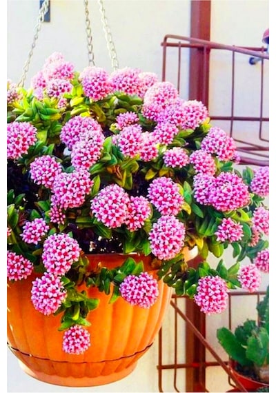Loya Hoya Çiçeği Springtime Uzayan Sarkan Cins Minik 5.5cm