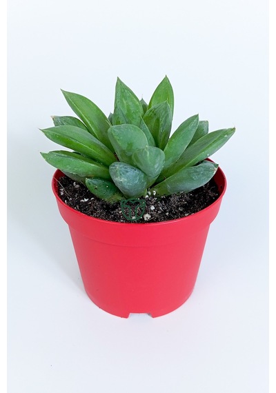 Haworthia Cuspidata Yıldız Sukulent Star Window Yeşil Gül 8.5 Cm