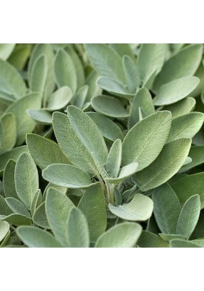 Adaçayı Salvia Officinalis Fidanı 15 -25 Cm