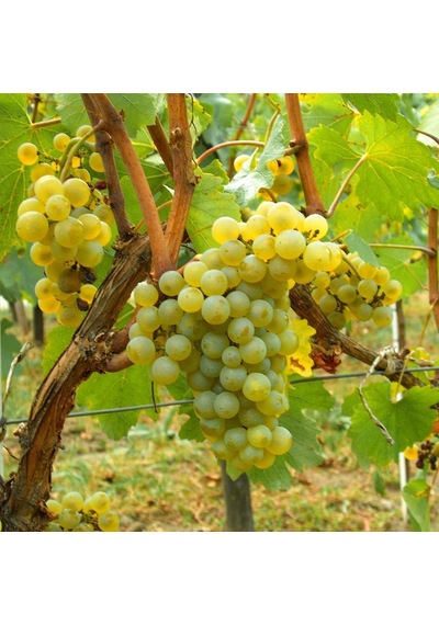 Tüplü Chardonnay Üzüm AsmaBağ Fidanı