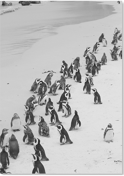 Cakasepetim Beyaz Kumların Üzerinde Penguenler Ahşap Mdf Tablo