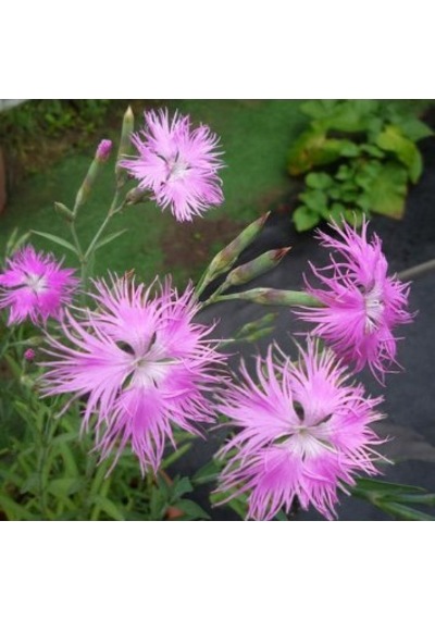 250+ Kokulu Pembe Çiçekli Karanfil Tohumu N113707