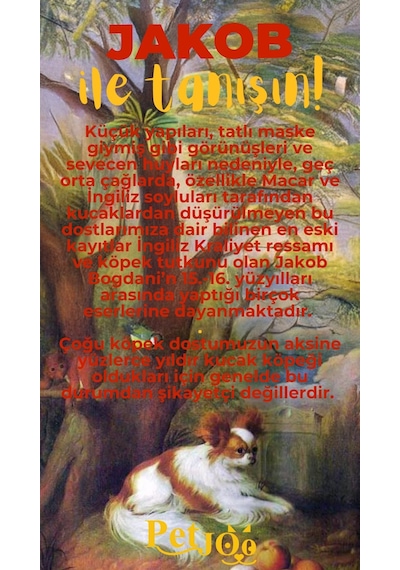 Petjoo 8.Jakob Sarı-Kırmızı Qr'lı Köpek Künyesi