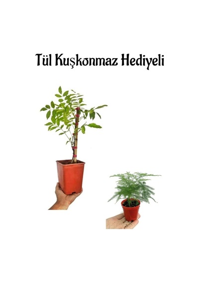 Mor Salkım Ağacı Fidanı Anneler Gününe Özel Tül Kuşkonmaz Hediyeli