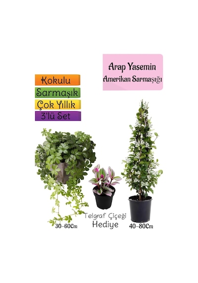 Avantajlı Ürün Kokulu Arap Yasemini Amerikan Sarmaşığı Telgraf Çiçeği 3'lü Bahçe Seti