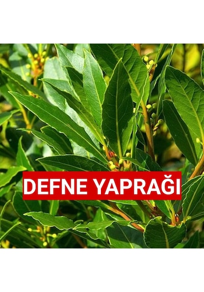 sız Gübresiz 150 GR defne Yaprağı Günlük Dalından Topl