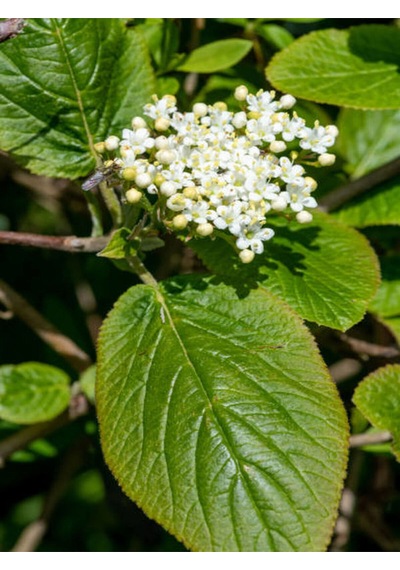 Videolu Kartopu Beyaz Renkli 80 110 Cm 1 Adet Tüplü Dış Mekan Bitkisi Viburnum Lucidum